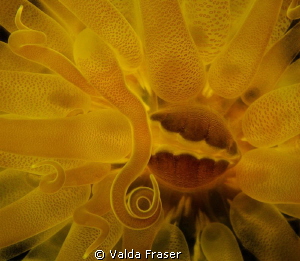 An anemone feeding. by Valda Fraser 